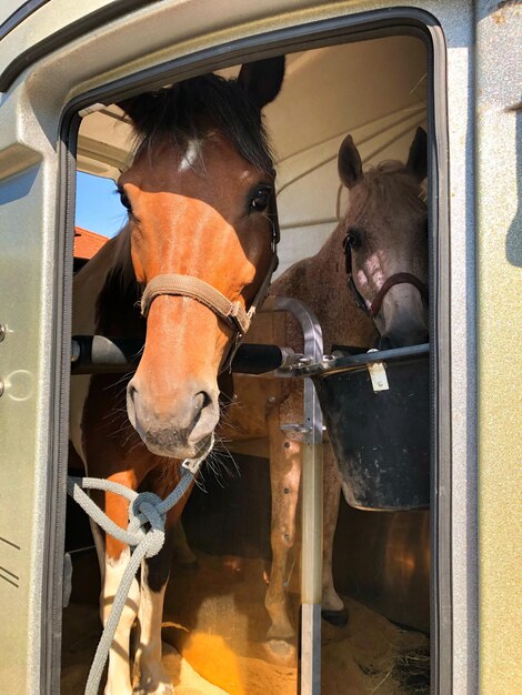 close up two horses ranch 1048944 13857570 1