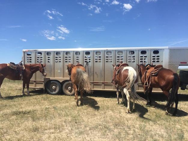 horses standing ranch against sky 1048944 1319366 1
